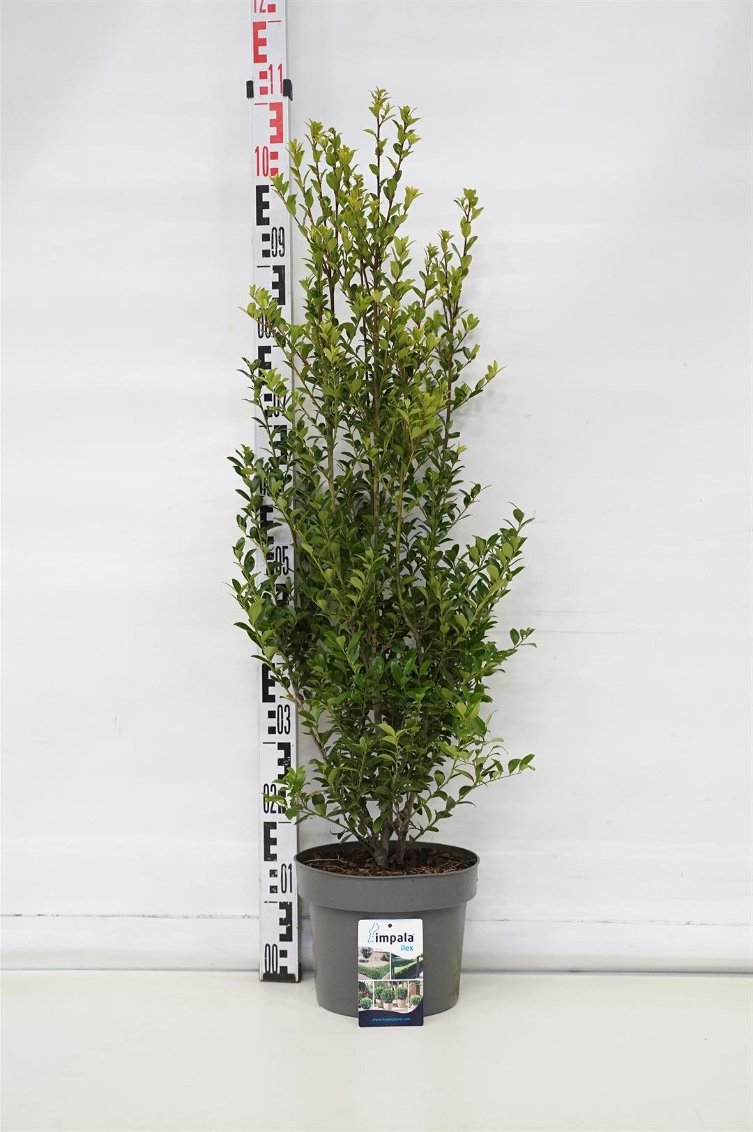 Ilex max. &