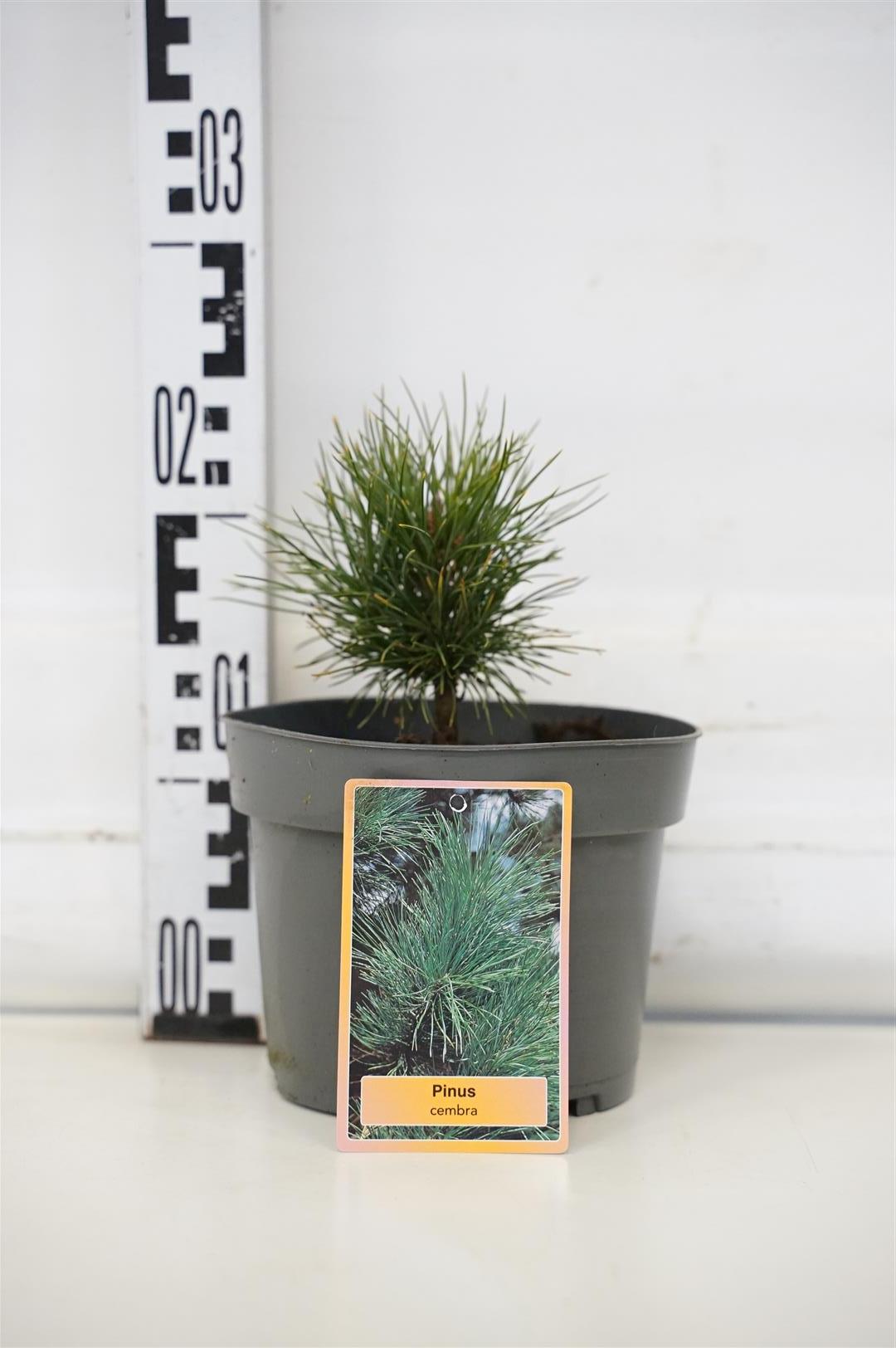 Pinus cembra 30-40 cm C5 (5 liters kruka)