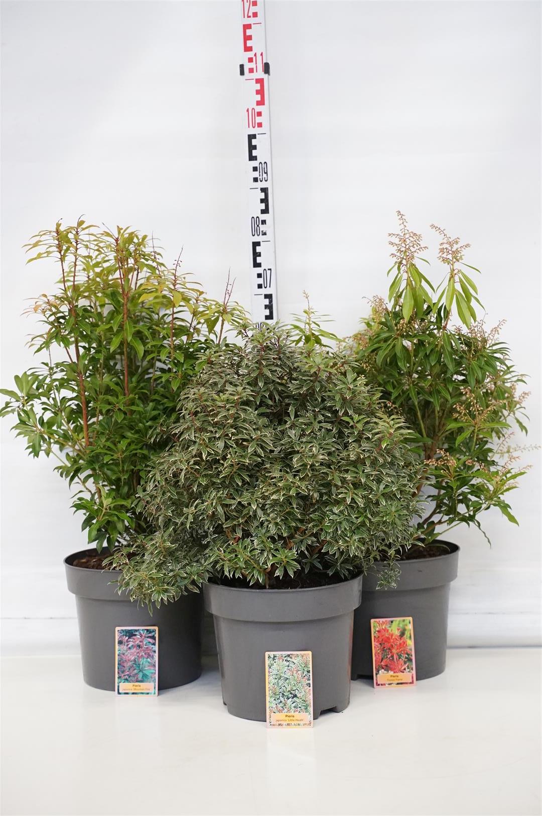 Pieris in cultivars - C10 40-50 CM