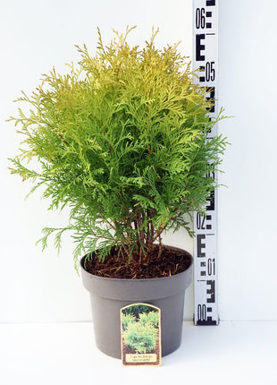 Thuja occ. 'Golden Globe'