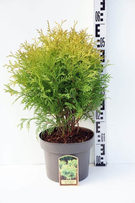 Thuja occ. 'Golden Globe'