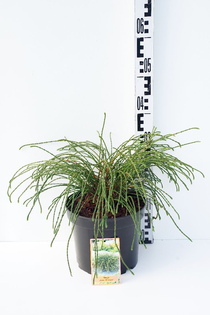 Thuja pl. &