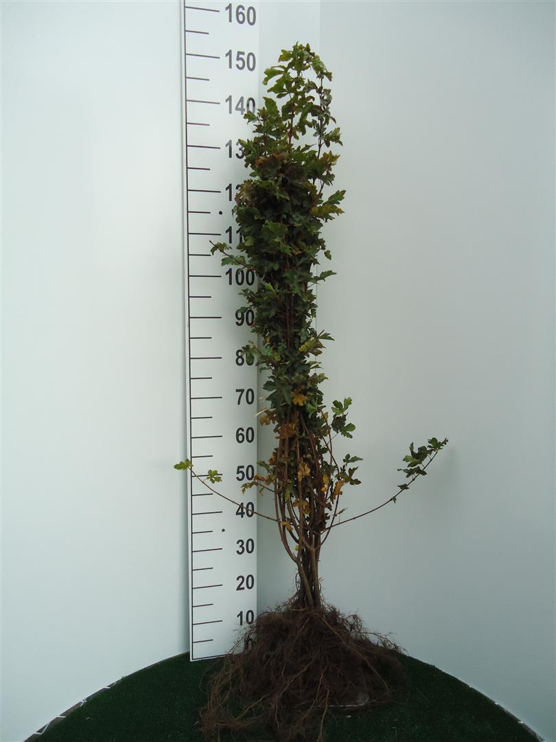 Acer campestre (Naverlönn) 60-100 cm
