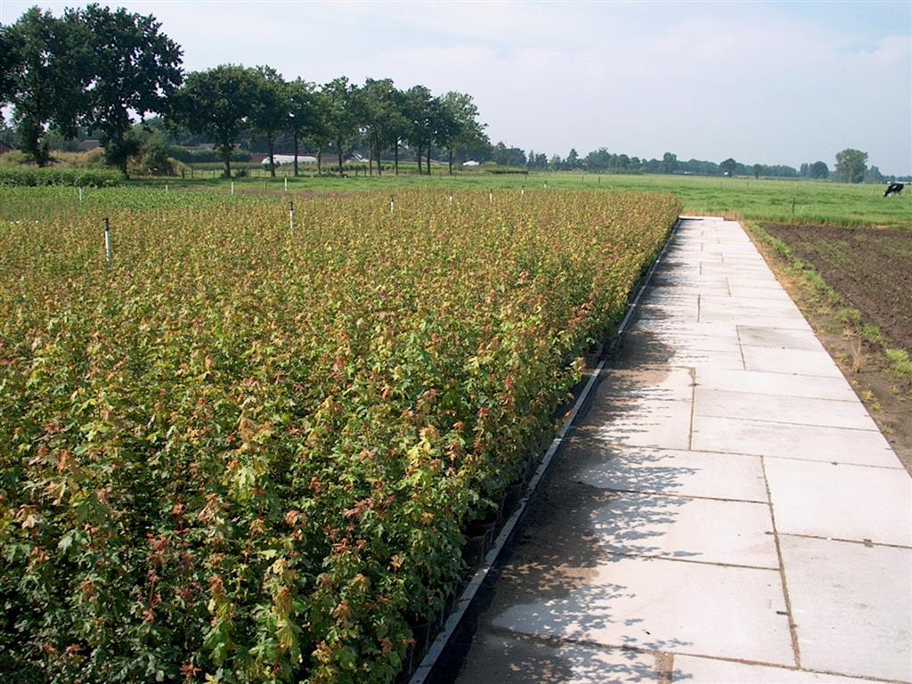Lönn campestre - 1+2 100/+  CM