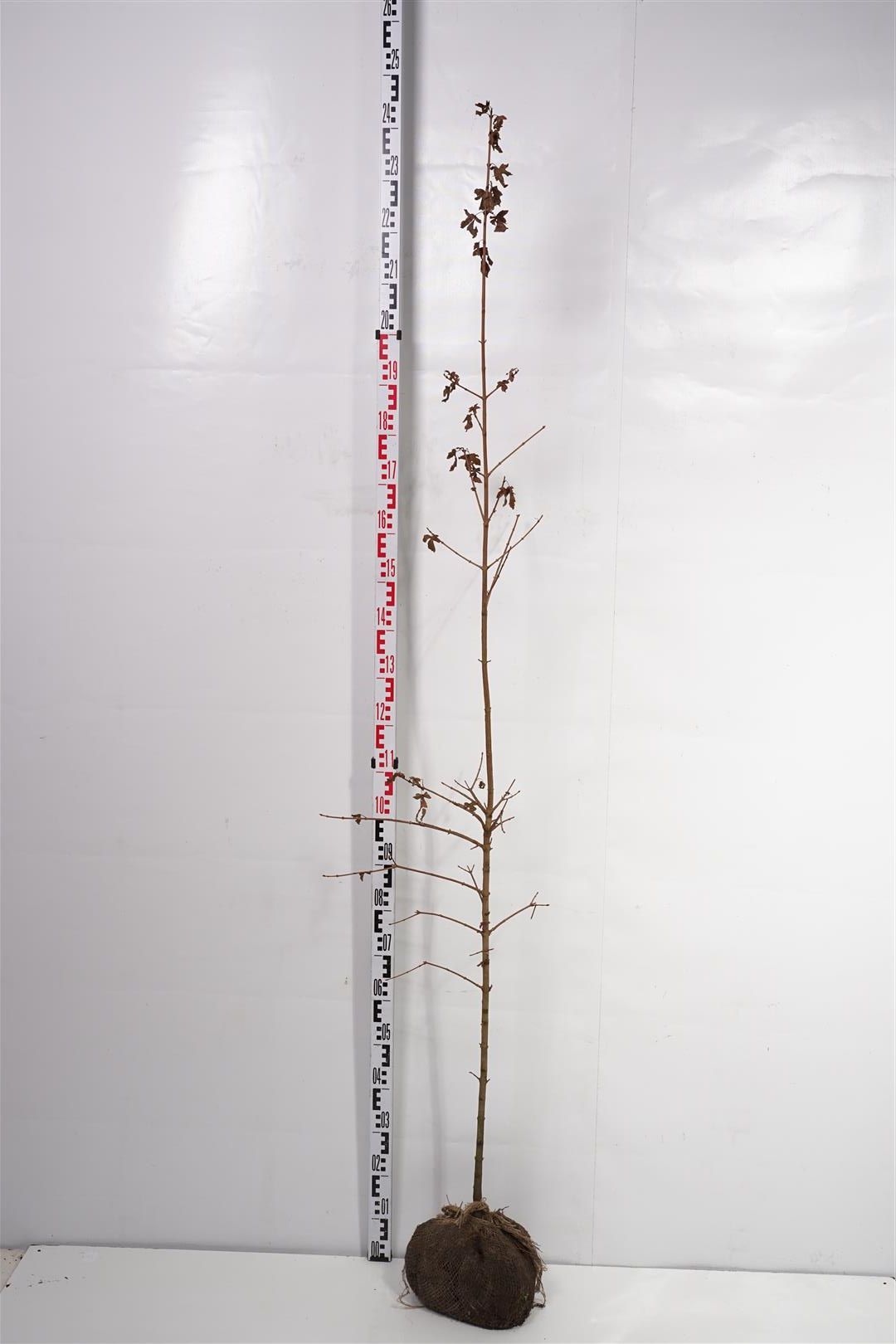 Lönn campestre - 175-200 CM RB