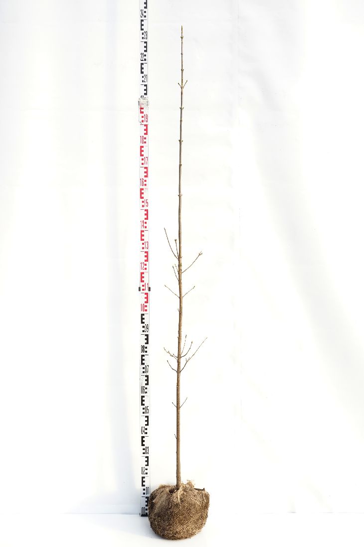 Lönn pseudoplatanus - 175-200 CM BR