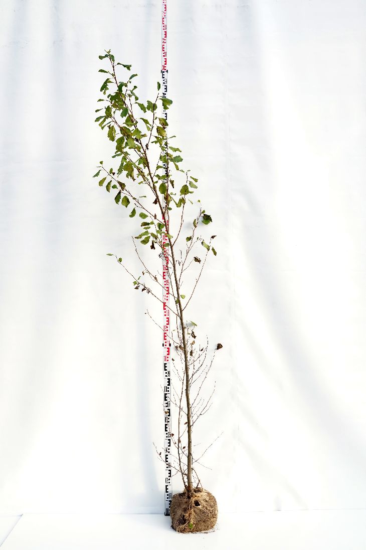 Al glutinosa - 200-250 CM BR