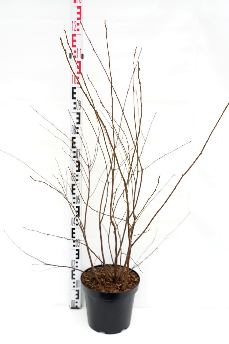 Häggmispel lamarckii - C7,5/P26 60-80 CM