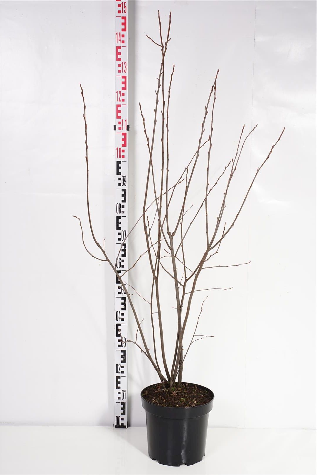 Häggmispel lamarckii - C7,5/P26 125-150 CM