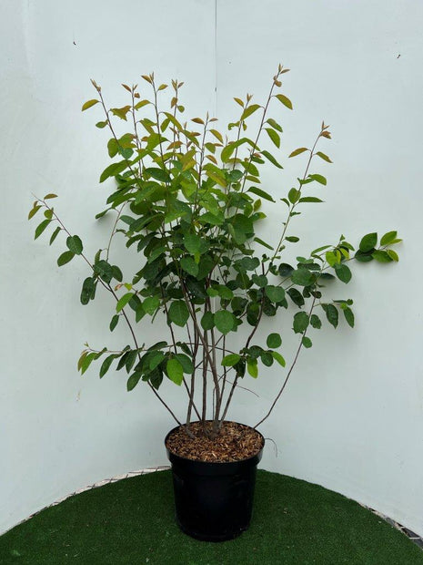 Amelanchier lamarckii