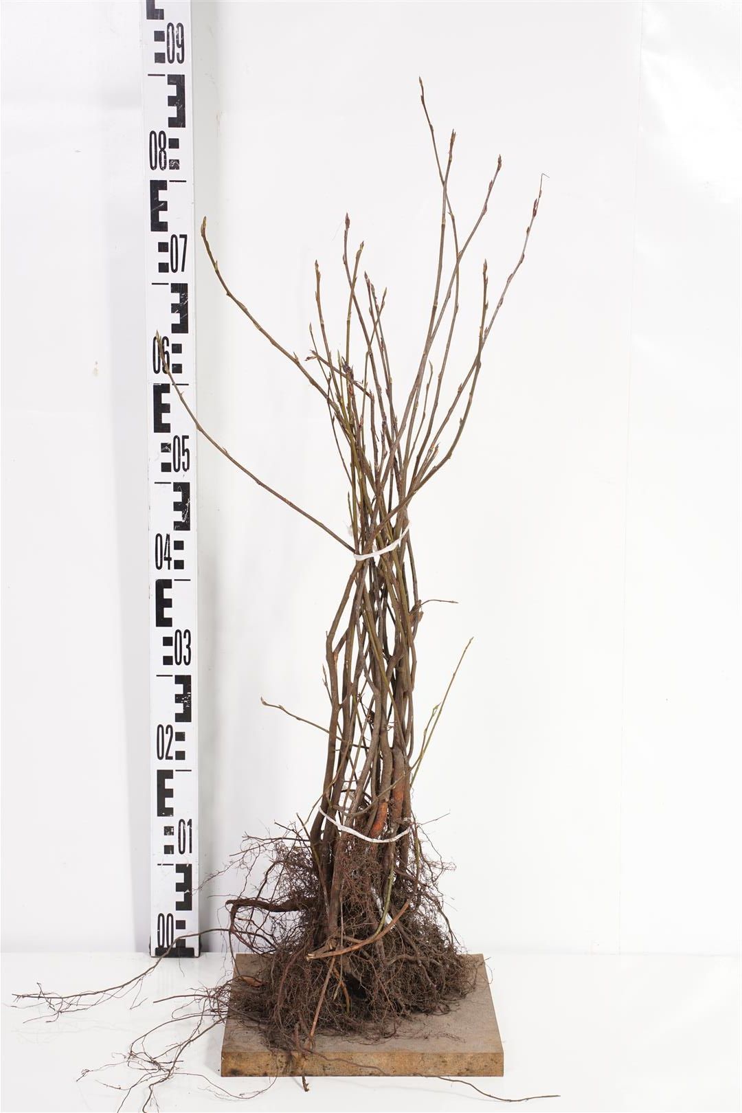 Häggmispel lamarckii - 1+1 40-60 CM
