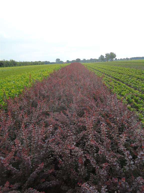 Berberis thunb. &