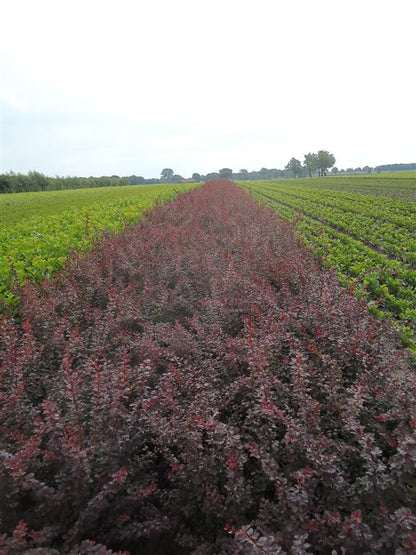 Berberis thunb. &