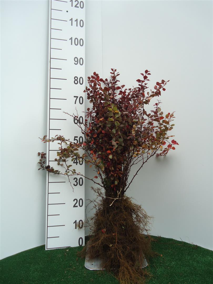 Berberis thunb. &