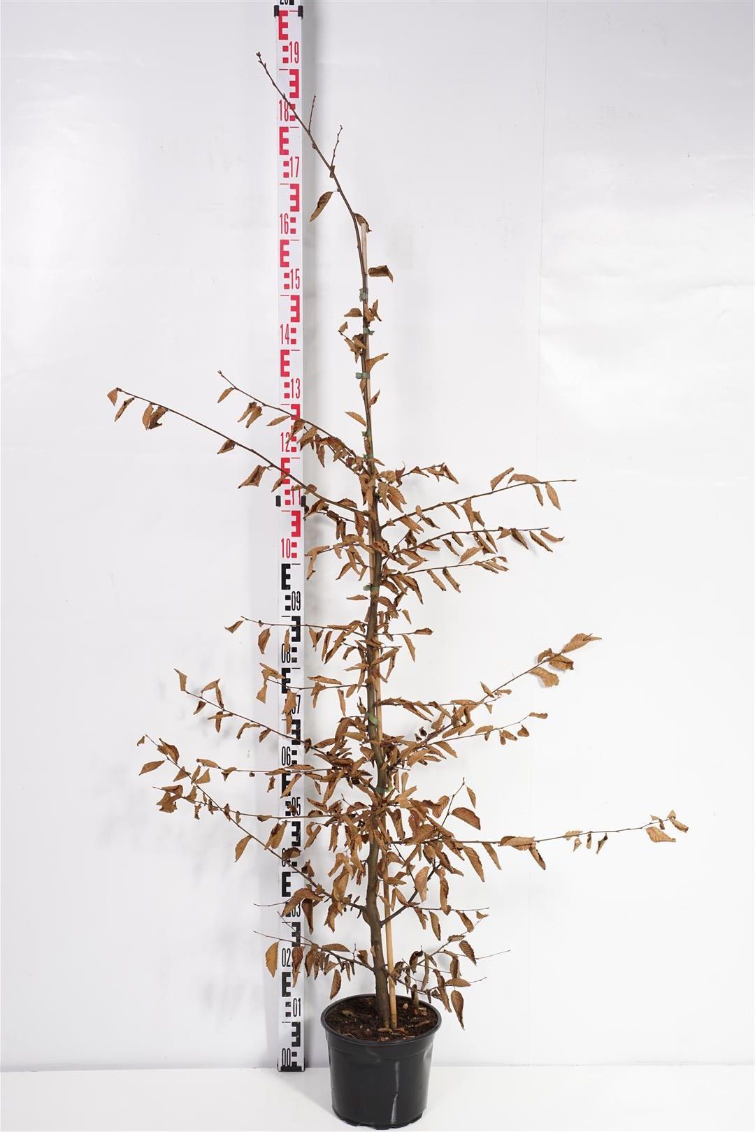 Carpinus betulus 150-175 cm C5 (5 liters kruka)