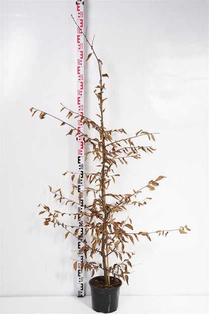 Carpinus betulus 150-175 cm C5 (5 liters kruka)