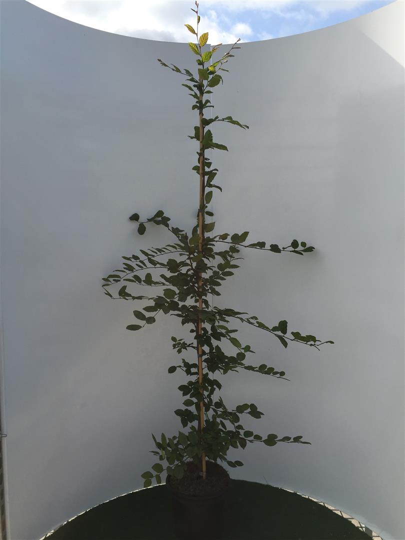 Carpinus betulus C5 (5 liters kruka) / 23 cm kruka 150-175 cm