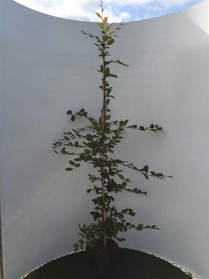 Carpinus betulus 150-175 cm C5 (5 liters kruka)