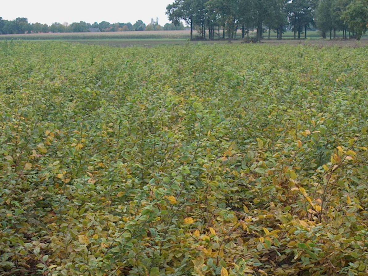 Carpinus betulus (Avenbok) 100-125 cm