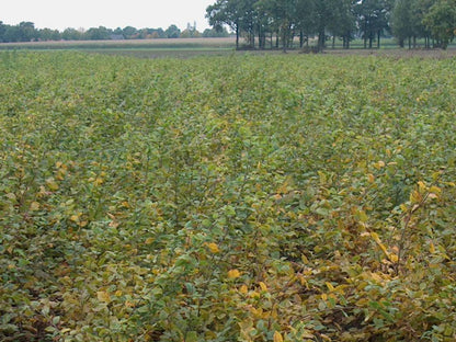 Carpinus betulus 100-125 cm