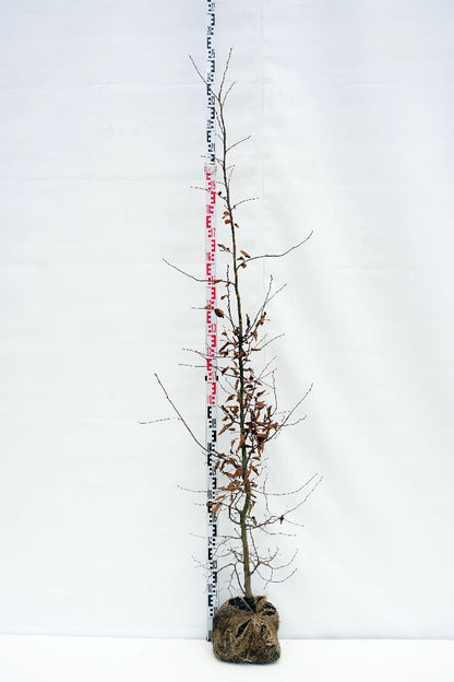 Carpinus betulus 175-200 cm rotklump