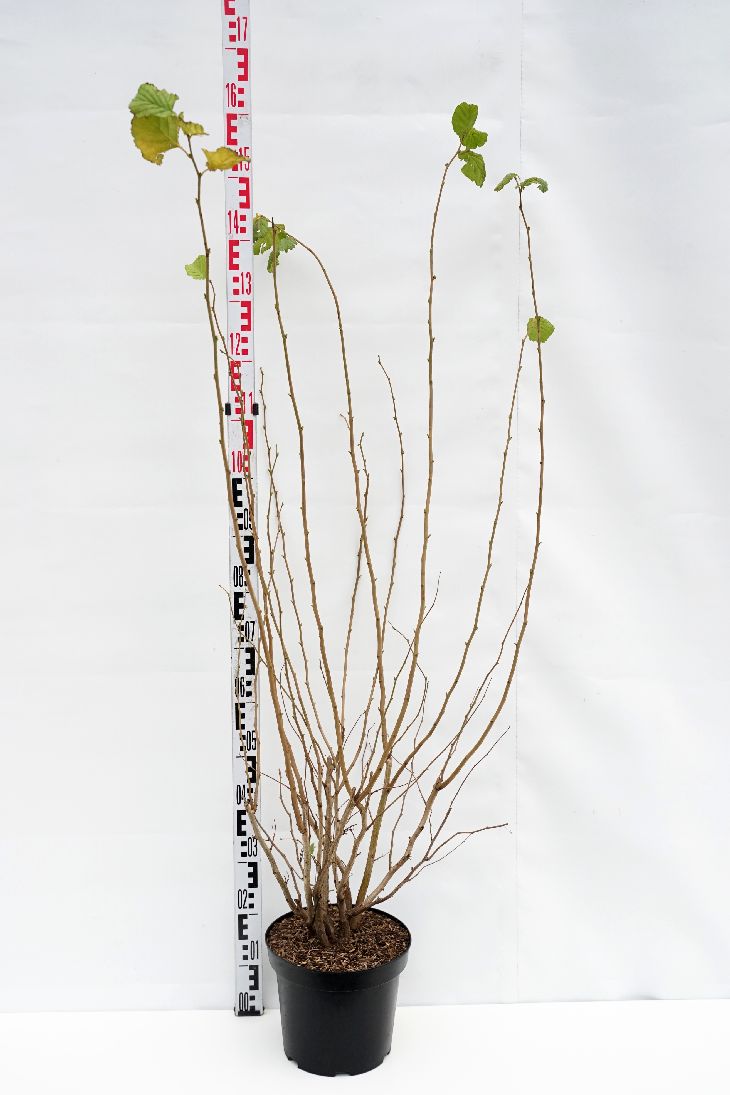 Hassel avellana - C7,5/P26 100-125 CM