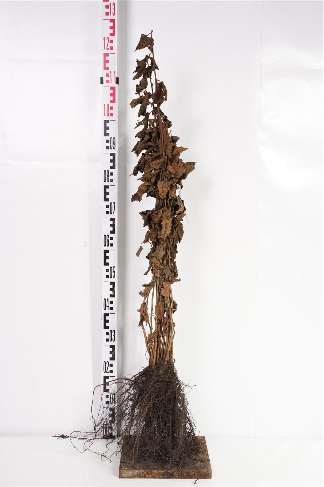 Corylus avellana 1+1 60-80 cm
