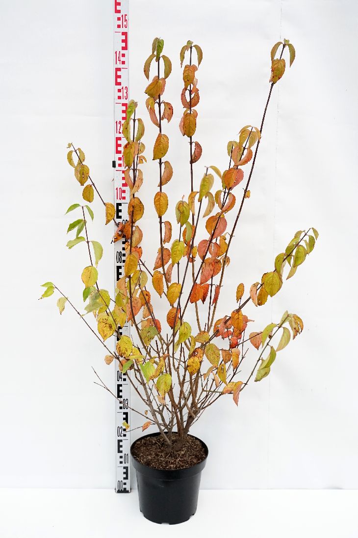 Cornus mas C7 (7 liters kruka) 80-100 cm