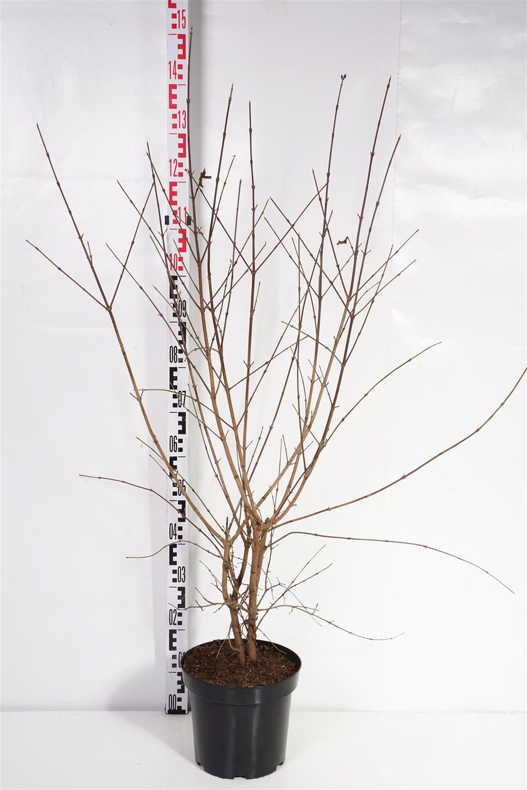 Kornell mas - C7,5/P26 100-125 CM