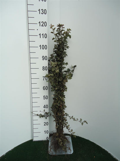 Crataegus monogyna (Trubbhagtorn) 60–100 cm