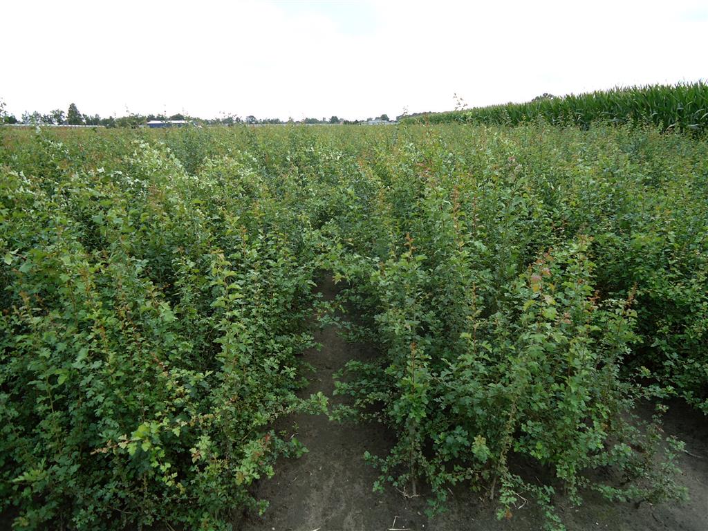 Crataegus monogyna 1+2 100-125 cm, 3 grenar