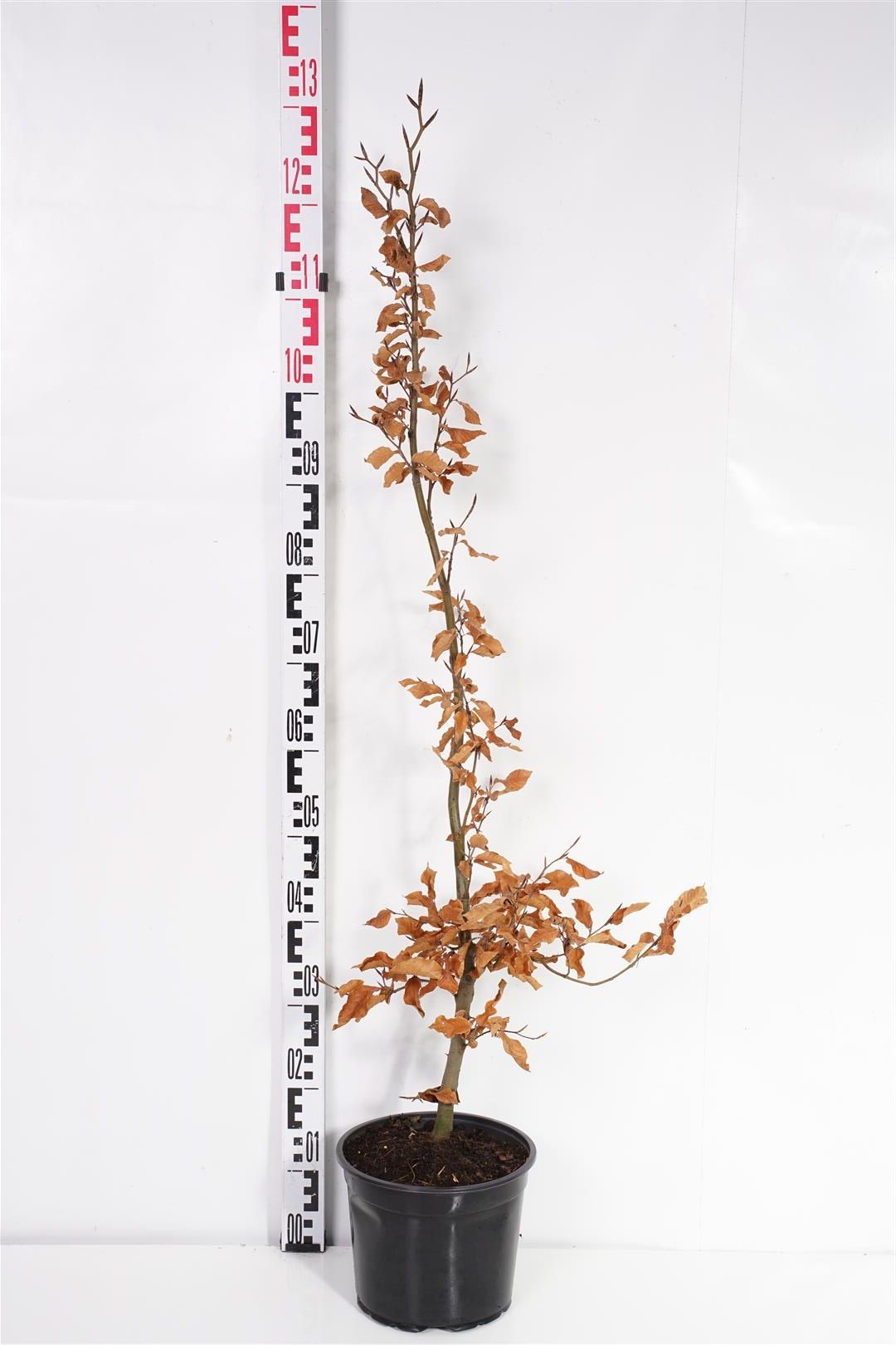 Bok sylvatica - C5/P23 100-125 CM