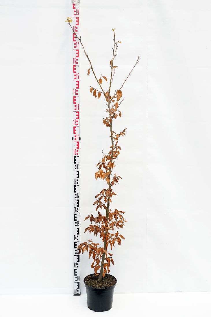 Bok sylvatica - C5/P23 150-175 CM