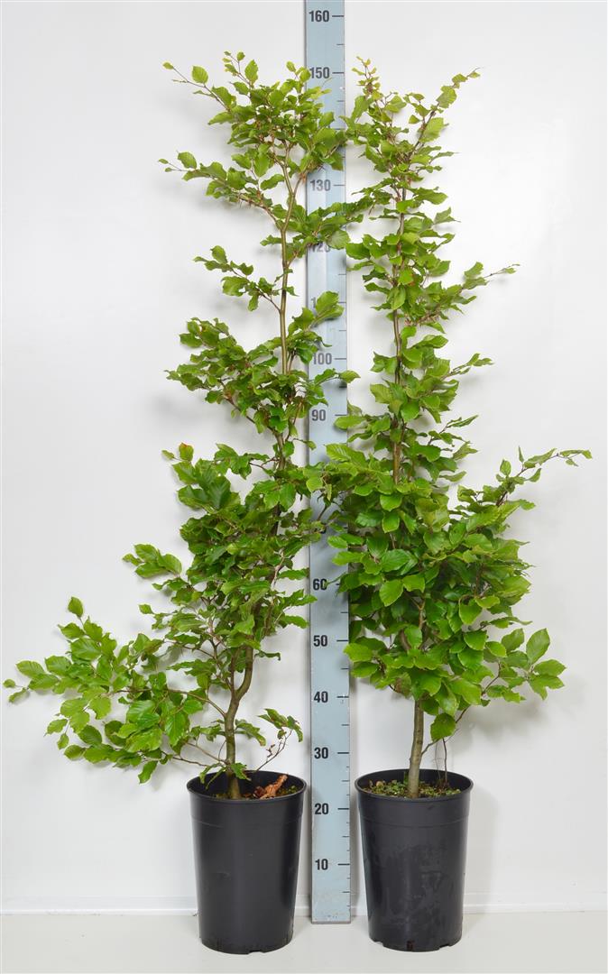 Fagus sylvatica (Bok) 100-125 cm, C7,5 (7,5 liters kruka)