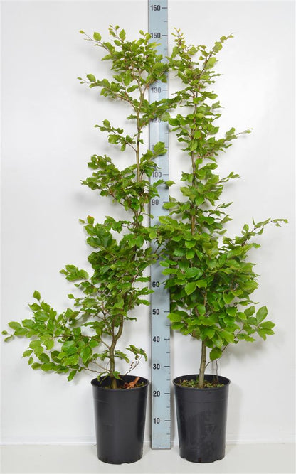 Fagus sylvatica (Bok) 100-125 cm, C7,5 (7,5 liters kruka)