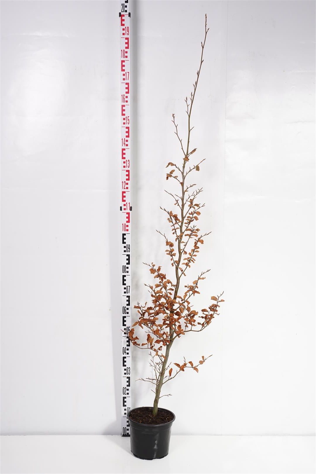 Bok sylvatica - C7,5/P26 150-175 CM
