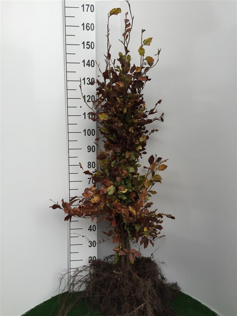 Bok sylvatica - 1+2 125-150 CM