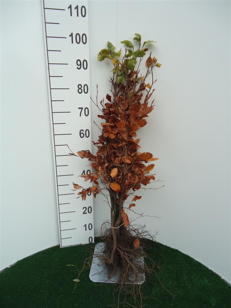 Bok sylvatica - 1+2 60-80 CM