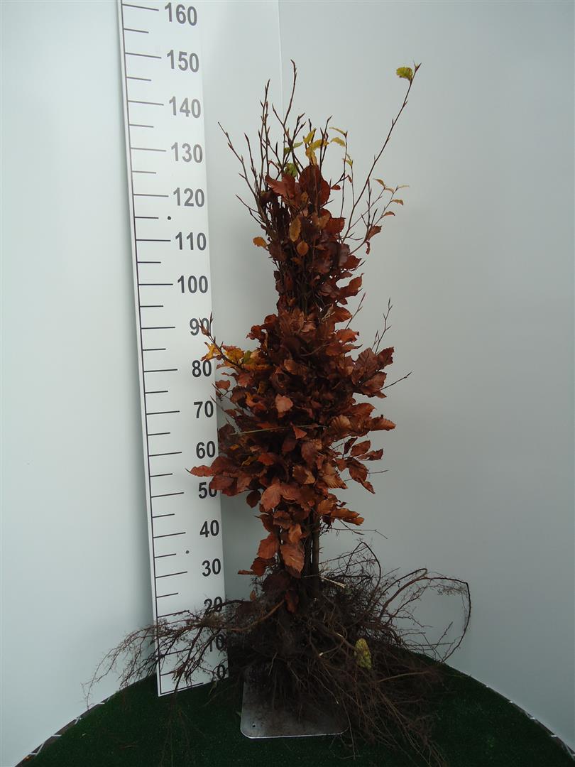 Bok sylvatica - 1+2 80-100 CM
