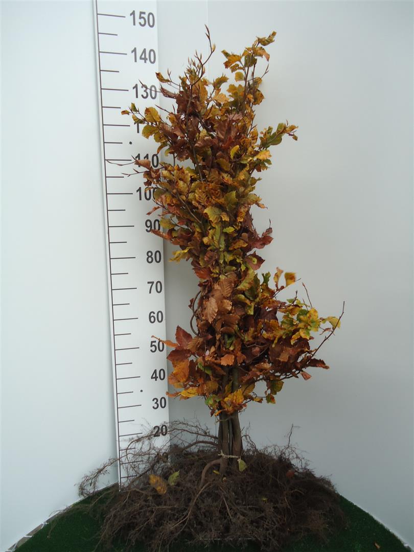 Bok sylvatica - 1+2 100-125 CM
