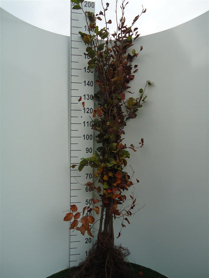 Fagus sylvatica 1+2 150-175 cm