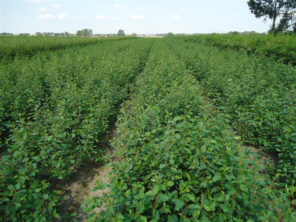 Brakved alnus (Rhamnus) - 1+2 80-100 CM