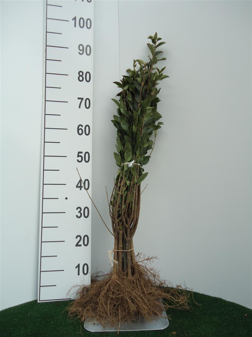 Liguster ovalifolium - 0+1 20-40 CM