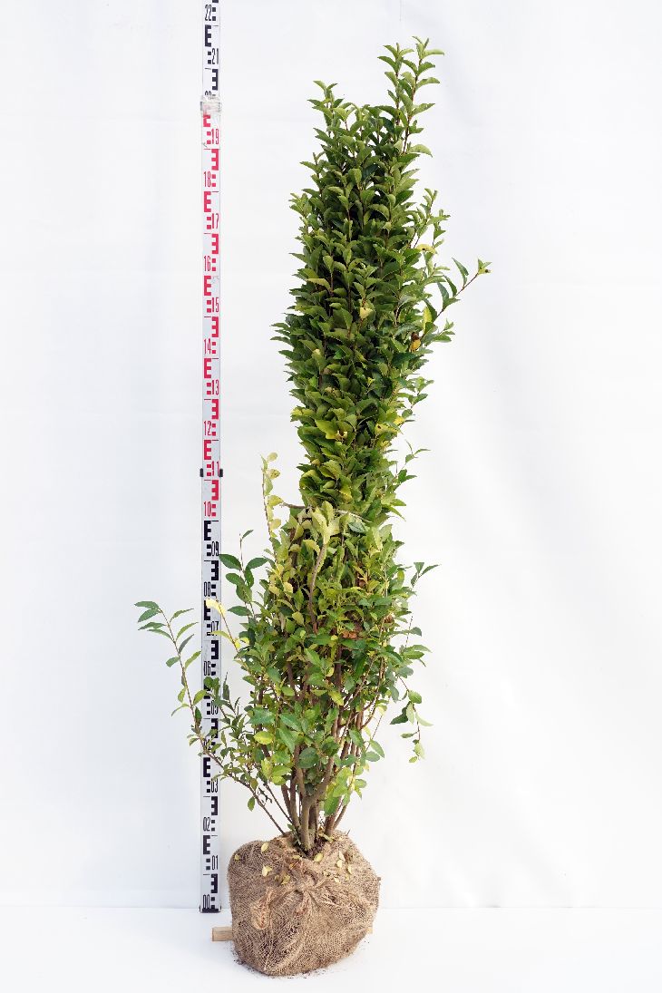 Ligustrum ovalifolium C5 (5 liters kruka) / 23 cm kruka 60-80 cm