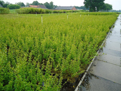 Ligustrum vulg. &