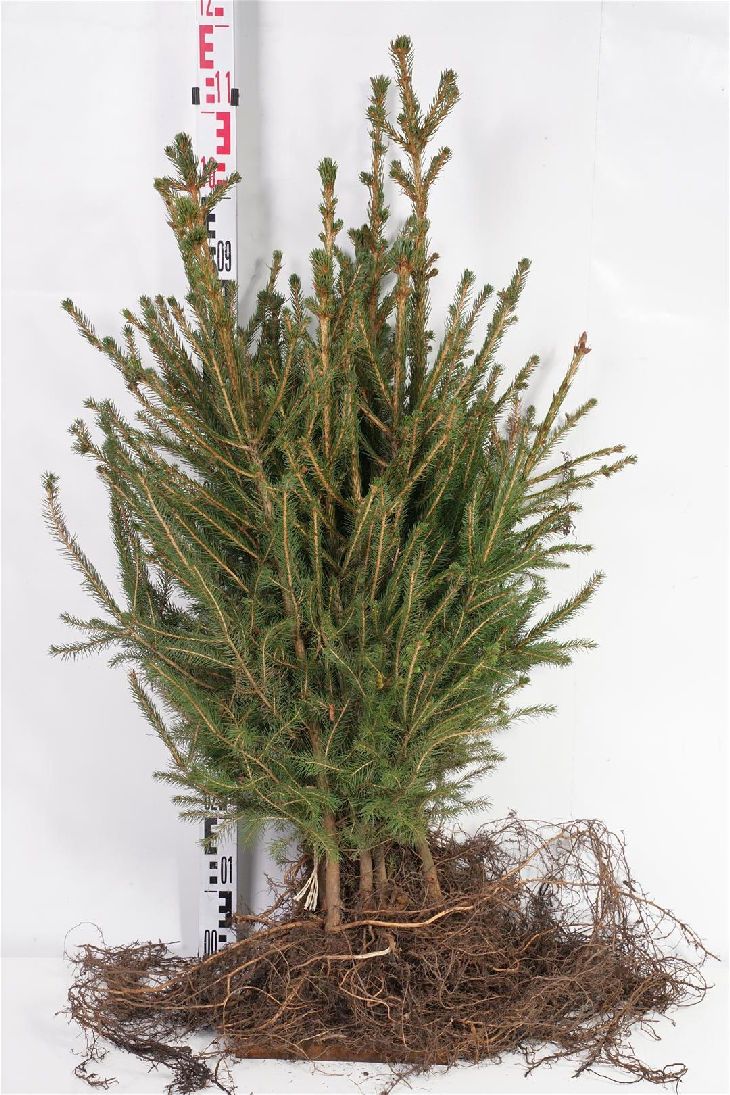 Gran abies - 2+2 40-60 CM