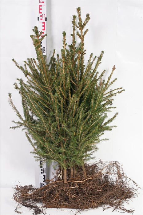 Picea abies