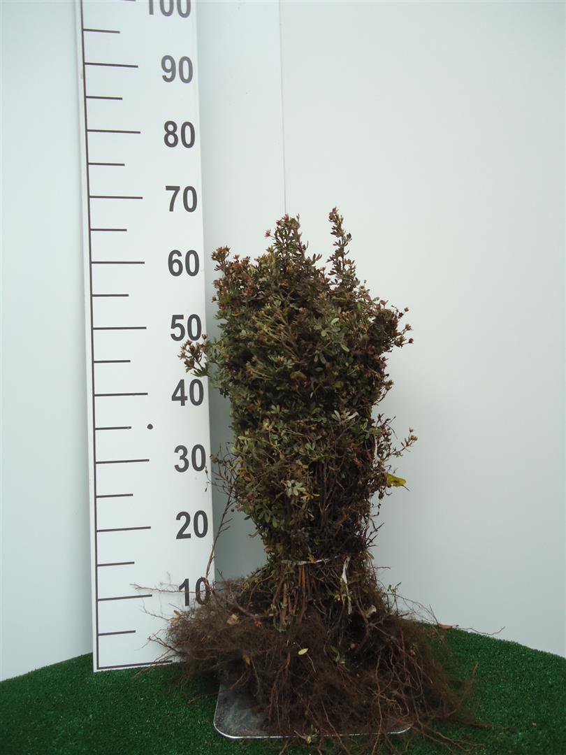 Potentilla fruticosa &