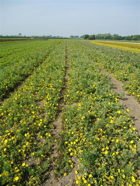 Potentilla f. 'Goldstar'