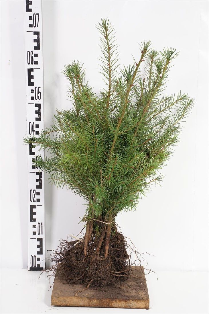 Douglasgran menziesii - 1+1 30-50 CM
